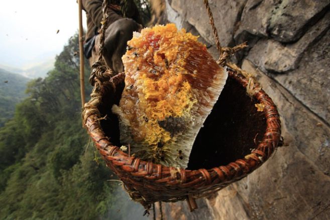 Охотники на мед из Непала