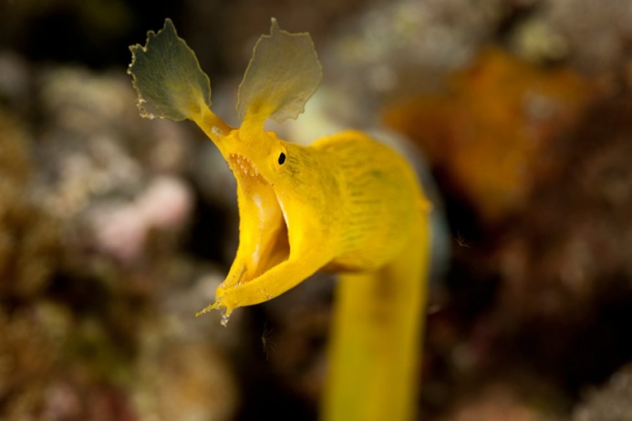 Самые красивые обитатели подводного мира