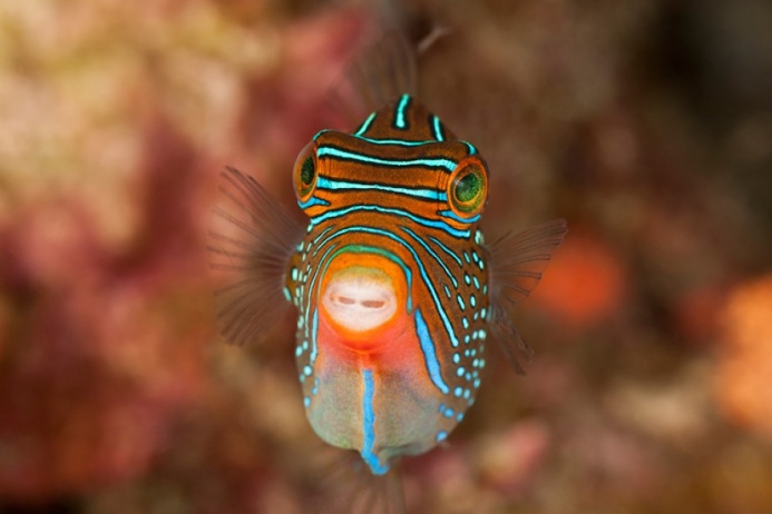Самые красивые обитатели подводного мира