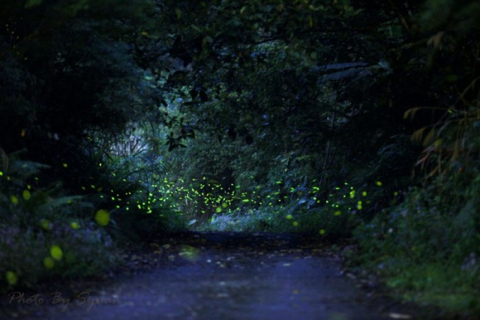 Волшебные леса светлячков 