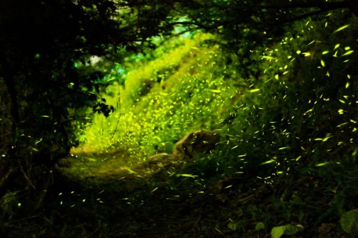 Волшебные леса светлячков 