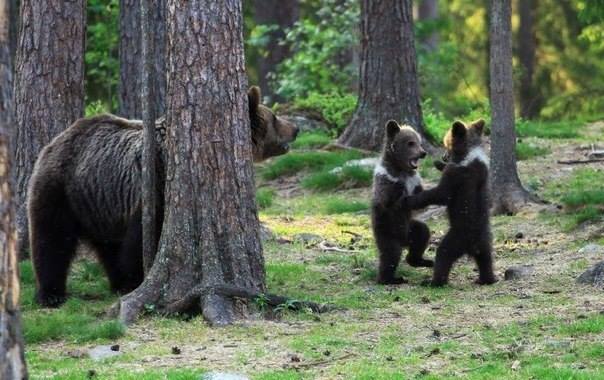 Финские медвежата водят хоровод 
