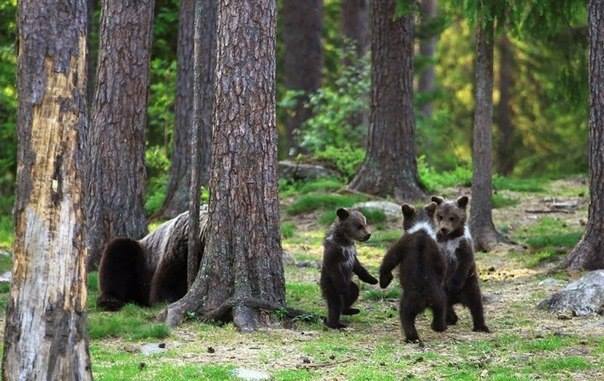 Финские медвежата водят хоровод 