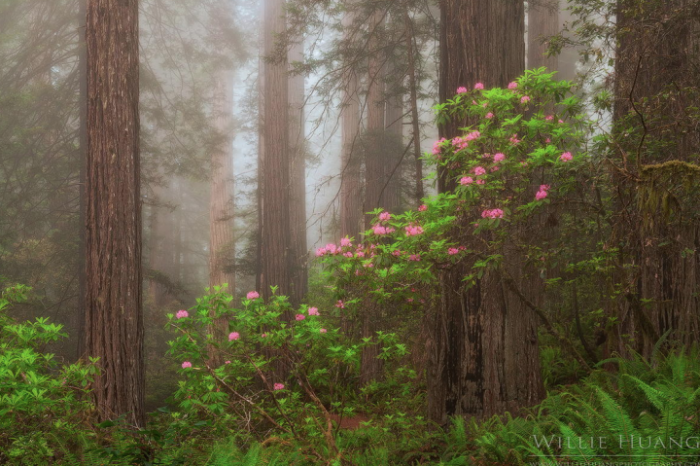 Эти 18 фотографий из Национального парка Редвудс в Калифорнии, заставят вас забыть обо всех своих проблемах