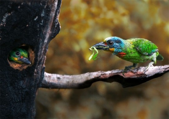 Очаровательные фотографии птенцов. Фотографии птиц от Джона и Фиш