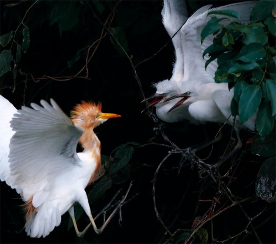 Очаровательные фотографии птенцов. Фотографии птиц от Джона и Фиш