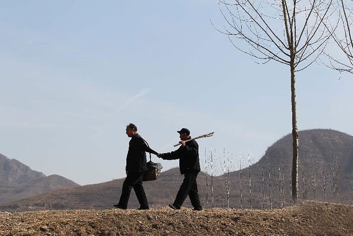 В Китае 10,000 деревьев за 10 лет посадили слепой мужчина и его безрукий друг
