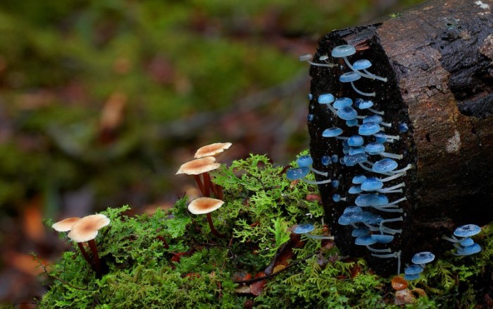 25 фантастических фотографий грибов Стива Аксфорда