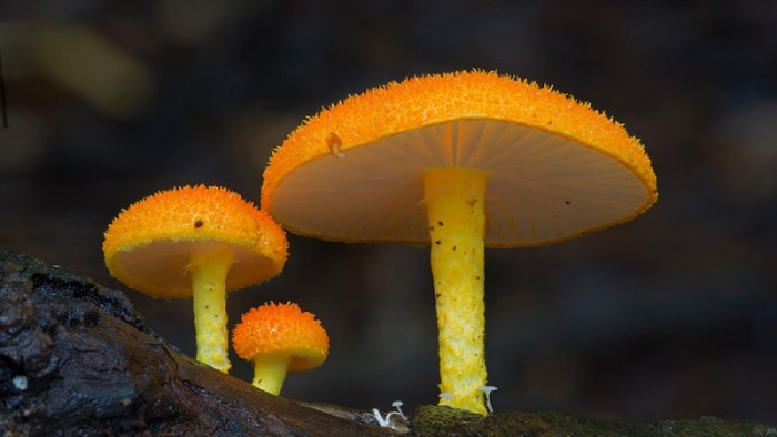 25 фантастических фотографий грибов Стива Аксфорда