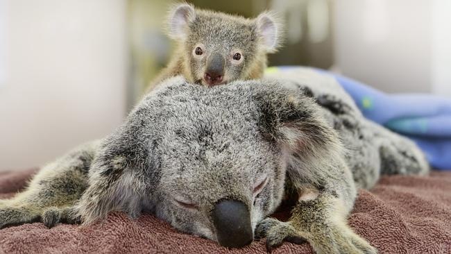 Этот детеныш коалы не отходил от своей мамы ни на минуту во время операции