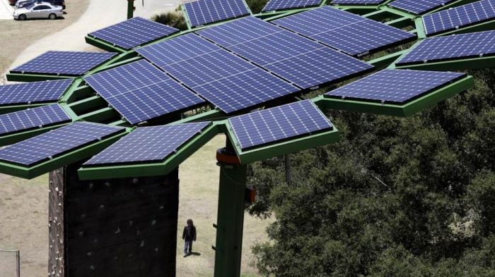 Джеймс Кэмерон дарит гигантские солнечные подсолнухи для школы в МалибуДжеймс Кэмерон дарит гигантские солнечные подсолнухи для школы в Малибу