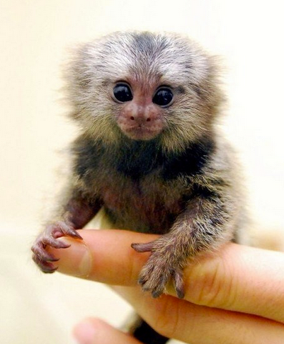 Мармозетка – самая маленькая в мире обезьянка