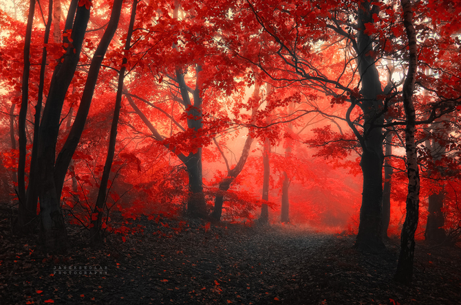 Сказочный лес фотографа Янека Седлера 