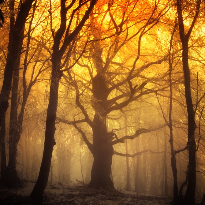 Сказочный лес фотографа Янека Седлера 