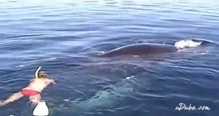 Аквалангисты увидели попавшего в беду кита и оказались на пороге ошеломляющего открытия