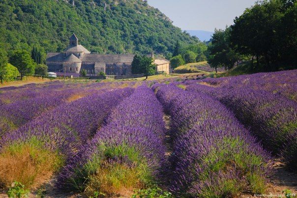 Лавандовые поля Прованса, Франция