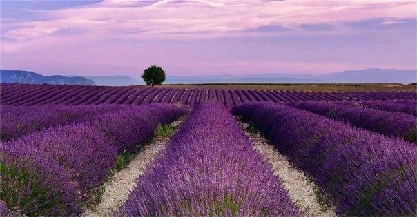 Лавандовые поля Прованса, Франция