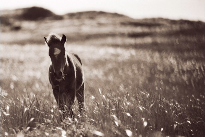 Дикие и необузданные лошади острова Сейбл: табун на севере Атлантики 