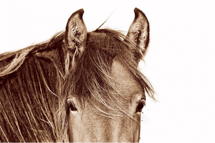 Дикие и необузданные лошади острова Сейбл: табун на севере Атлантики 
