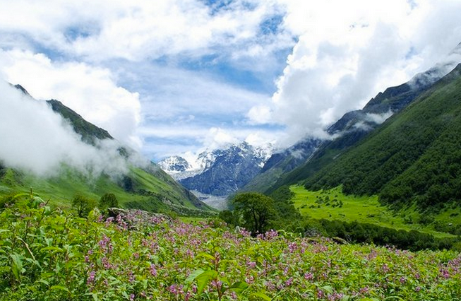 Долина цветов в Гималаях 