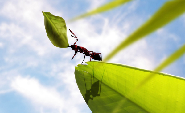 Ce fac furnicile cu frunzele pe care le adună (Video)