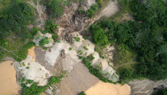 Как беспилотники могут следить за незаконными вырубками лесов