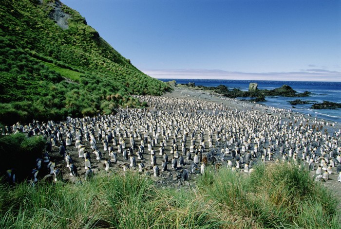 Маккуори – крошечный зелёный остров, где правят пингвины
