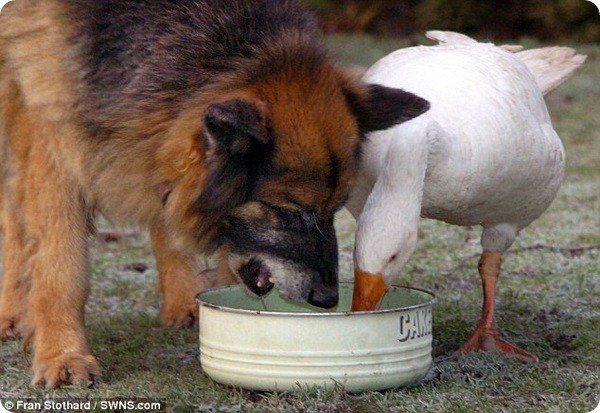 Дружба с гусыней спасает собаке жизнь