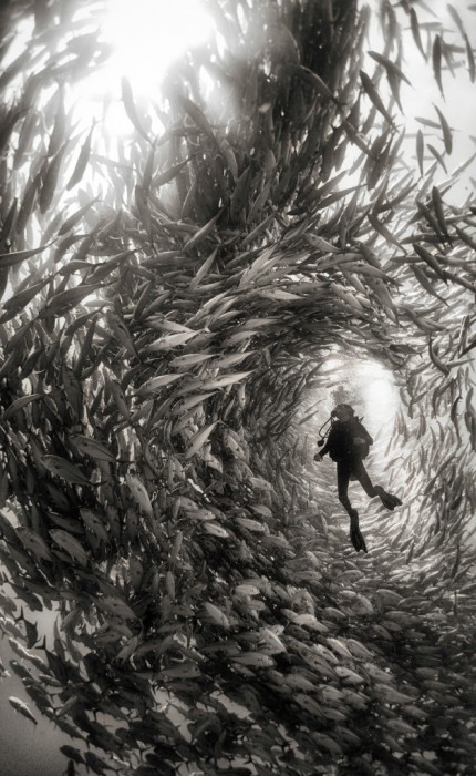 Удивительный подводный мир, в черно-белом 