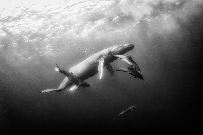 Удивительный подводный мир, в черно-белом 