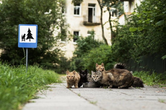 Миниатюрные дорожные знаки для защиты животных в городе