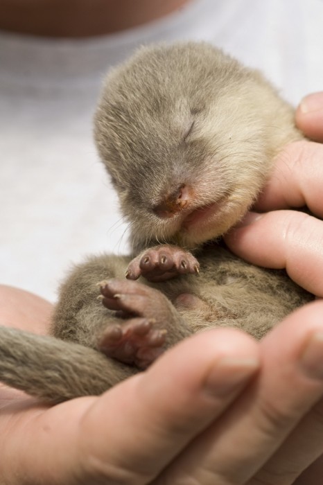 15 новорожденных животных, способных растопить даже самое черствое сердце
