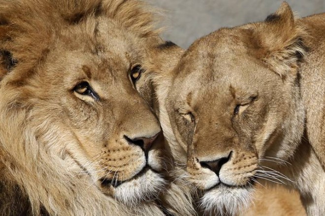 За 20 лет Африка потеряет до 50% львов