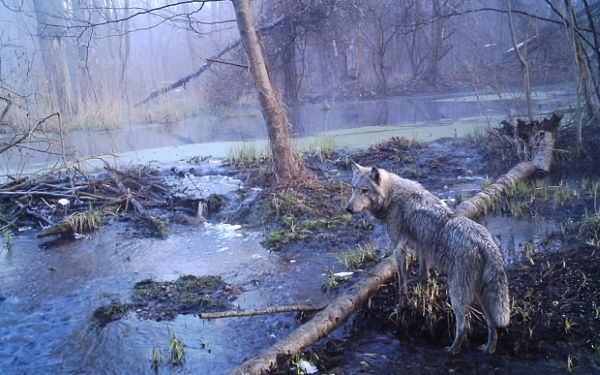 То, что ученые обнаружили в чернобыльском лесу, шокировало весь мир