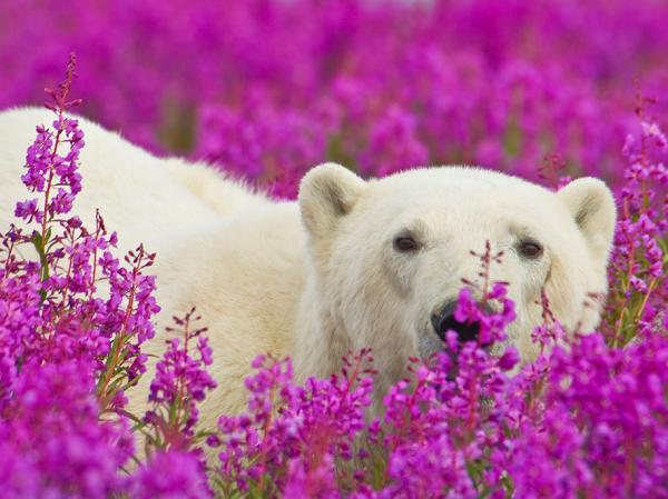 Белые медведи резвятся в поле кипрея 