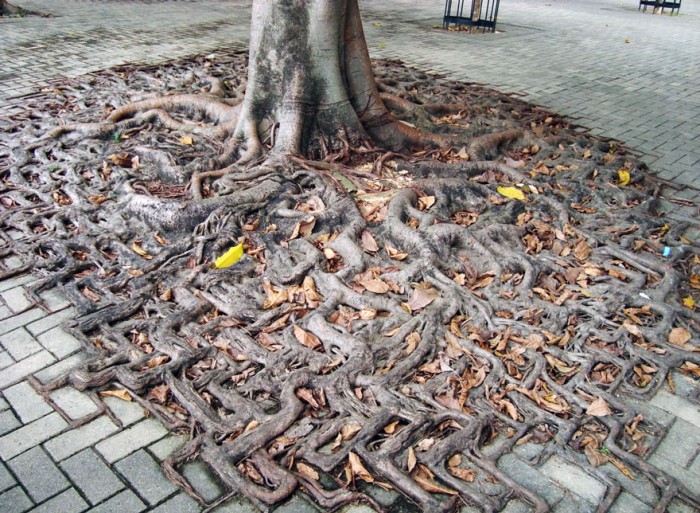 Корни деревьев, которые выиграли войну с бетоном