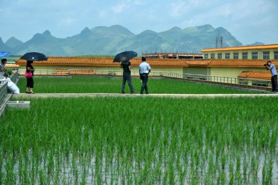 На юге Китая, в провинции Гуанси, владелец пивоварни решил использовать крыши своих цехов для выращивания риса. 
