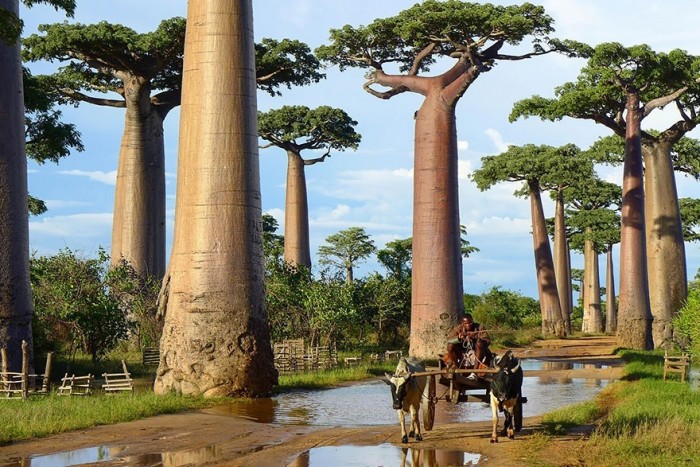 8 самых красивых деревьев мира. Просто не верится, что они растут на нашей планете