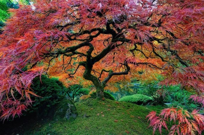 8 самых красивых деревьев мира. Просто не верится, что они растут на нашей планете!