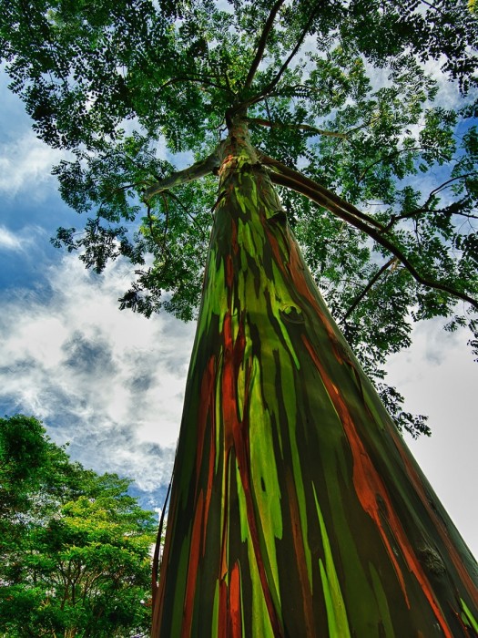 8 самых красивых деревьев мира. Просто не верится, что они растут на нашей планете!
