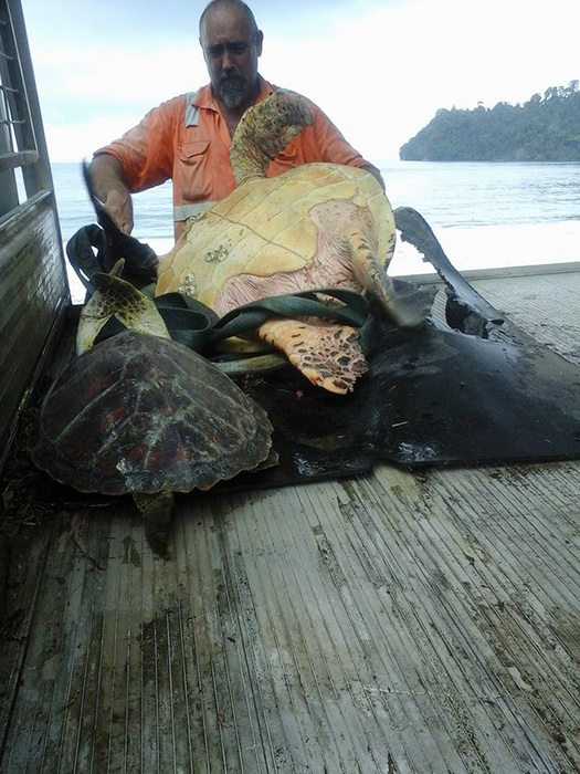 Один в поле – воин! Мужчина покупает на рыбном рынке черепах и выпускает их назад в море