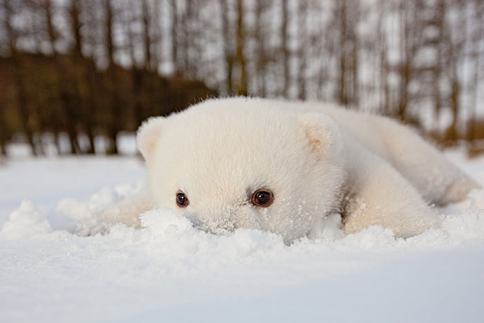 Эти животные увидели снег впервые