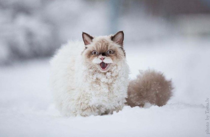 Эти животные увидели снег впервые