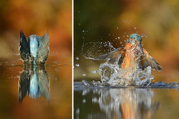 После 6 лет работы и 720,000 попыток, фотограф, наконец, снял идеальную фотографию зимородка