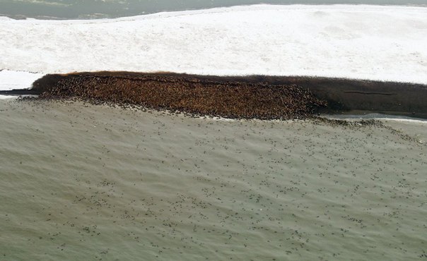 Из за таяния арктических льдов моржи массово выбираются на берег