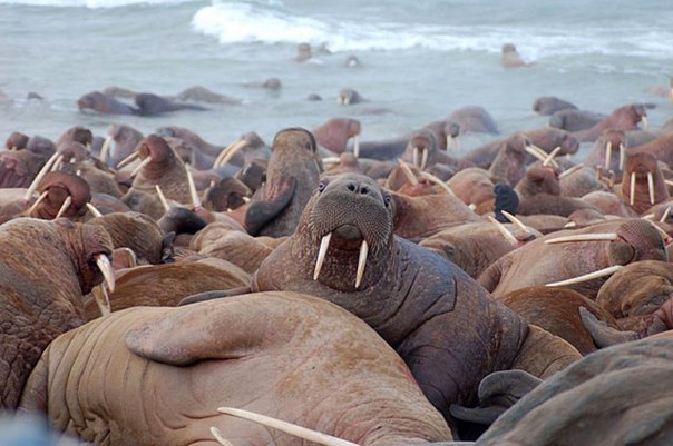 Из за таяния арктических льдов моржи массово выбираются на берег
