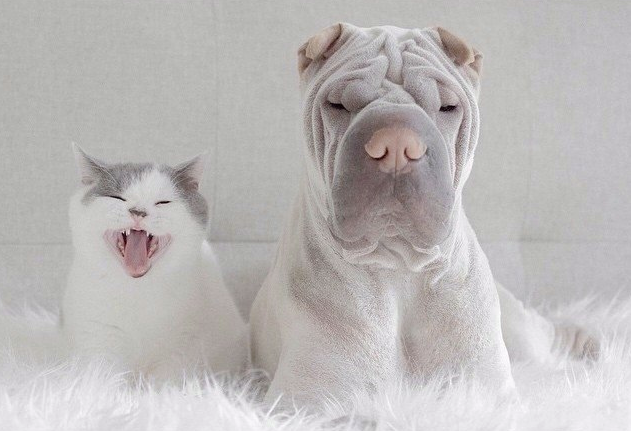 Пес Паддингтон и кот Батлер — неразлучные друзья 