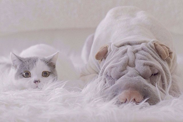 Пес Паддингтон и кот Батлер — неразлучные друзья 