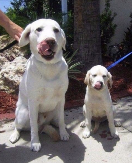 Умилительные картины собачьего семейного счастья 