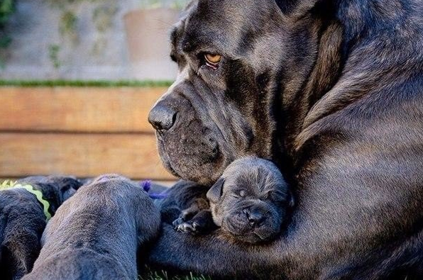 Умилительные картины собачьего семейного счастья 